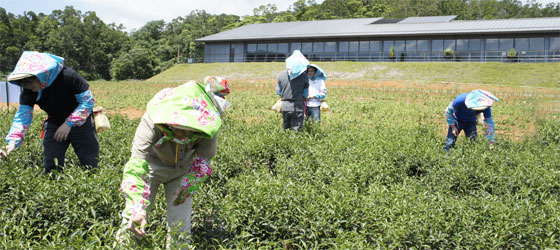 親身體驗茶農日常生活