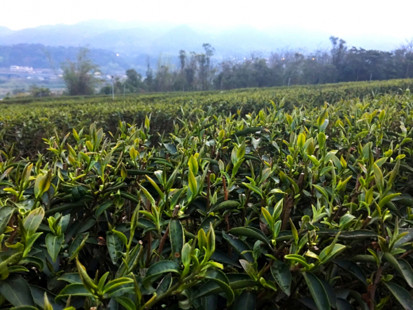 銅鑼茶廠