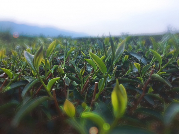 銅鑼茶廠